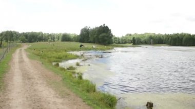 Doğa. Gökyüzü, orman ve göl. Arabanın içinde hareket.