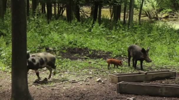 Porcs sauvages dans la forêt .
