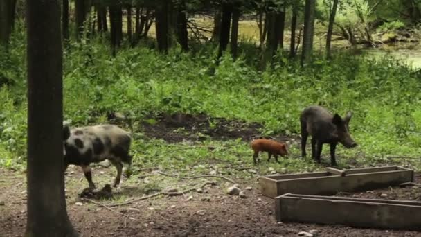 Porcs sauvages dans la forêt . — Video