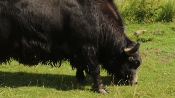 El bisonte salvaje come hierba . — Vídeos de Stock
