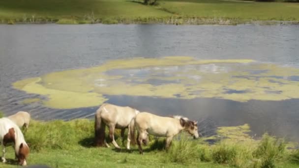 Wildpferde fressen Gras und trinken Wasser aus dem See. — Stockvideo