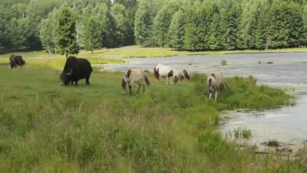 Wild bison en pony's eten gras. — Stockvideo