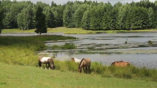 Wildpferde fressen Gras und trinken Wasser aus dem See. — Stockvideo