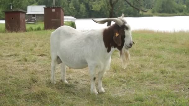 Cabras selvagens . — Vídeo de Stock