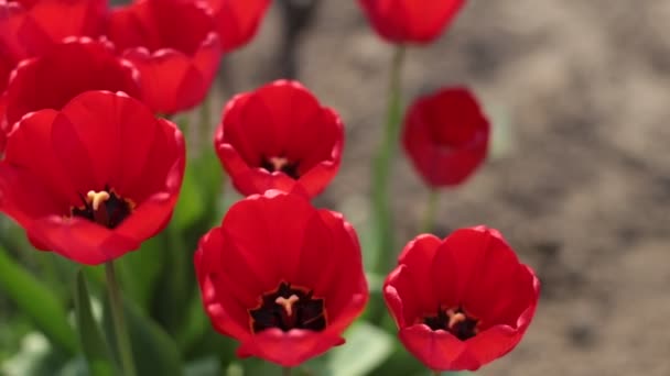 Poppies rouges.Spring. Le soleil brille .