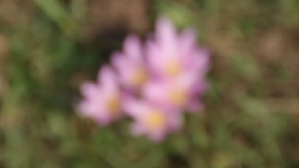 Spring. Crocuses on the meadow. Focus pull. — Stock Video