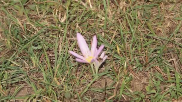 Spring. Bee crawling on crocus. — Stock Video