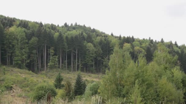 Carpathian mountains. Mountain forest. — Stock Video