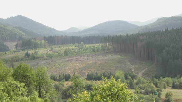 Les montagnes des Carpates. Forêt de montagne . — Video