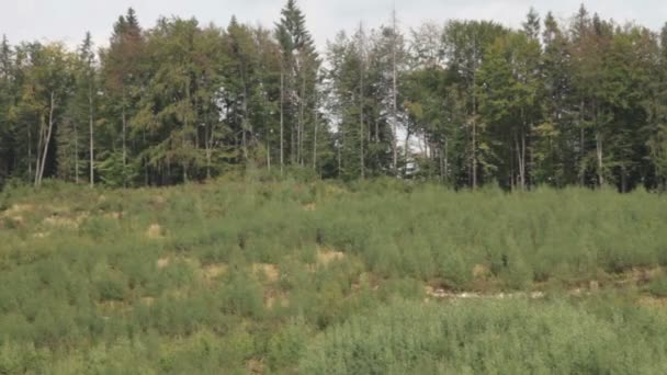 Montanhas Cárpatas. Floresta montesa . — Vídeo de Stock