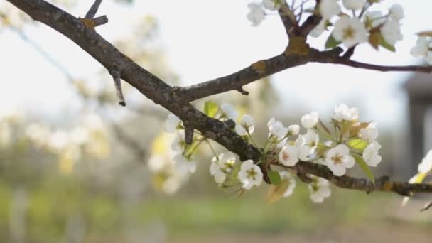 Villaggio ucraino. Albero in fiore. Primo piano della filiale . — Video Stock