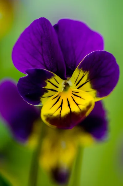 Viola del pensiero viola Flover — Foto Stock