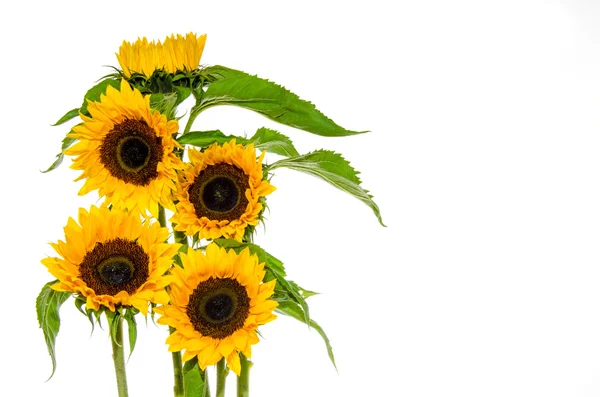 Beyaz arka plan üzerinde beş ayçiçeği