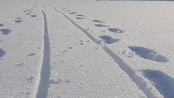 Pistas Trineo Huellas Dos Personas Nieve — Vídeo de stock