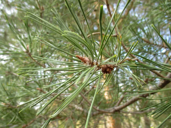 Pine Branch Green Needles Spring Blurred Background Other Coniferous Trees — Stock fotografie