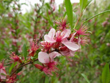 İlkbaharda bir şehir parkında çiçek açan bitkilerin arka planında açan badem dalları. Pembe çiçekler, yapraklar ve yapraklar.. 