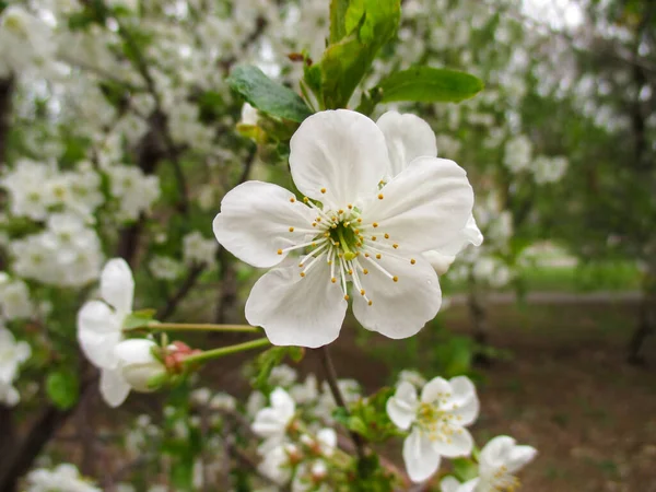Kwiat Jabłoni Centrum Zbliżenie Centrum Uwagi Tle Zamazane Tło Drzew — Zdjęcie stockowe