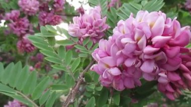 Rüzgarda sallanan bir akasya dalı. Güneş ışınları ağacın yaprakları arasından yol alır..