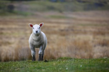 İskoçya küçük kuzu