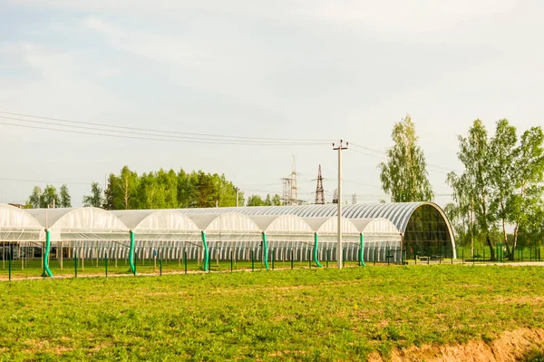 Commercial glass greenhouses. High tech industrial production of vegetables and flowers