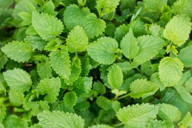 Taze yeşil Melissa yaprakları yakın plan. yiyecek deposu.