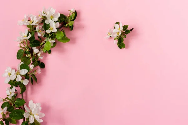 Křehké Jarní Jablečné Květy Uspořádání Pozadí Kvetoucí Větve Jabloně Růžovém — Stock fotografie