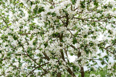 Bahar zamanı, bulutlu gökyüzüne karşı çiçek açan elma ağacı.