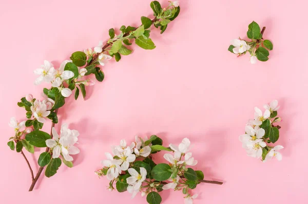 Křehké Jarní Jablečné Květy Uspořádání Pozadí Kvetoucí Větve Jabloně Růžovém — Stock fotografie