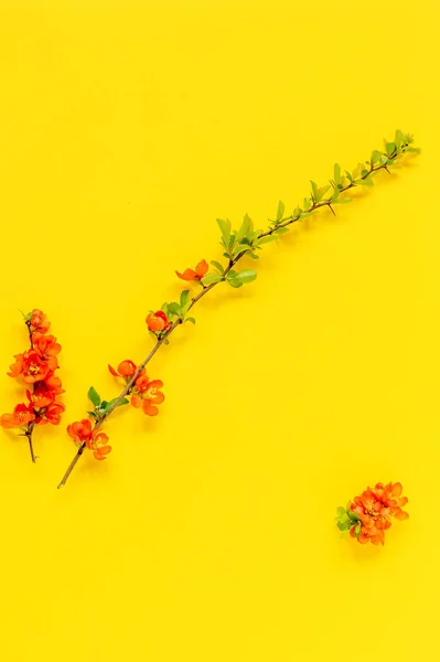 Abstracte Lente Achtergrond Tak Van Bloeiende Japanse Kweepeer Een Gele — Stockfoto