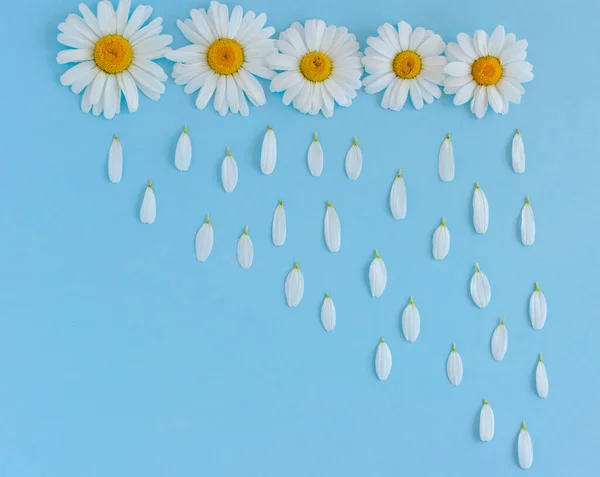 Kreativní Pozadí Heřmánkových Květin Modrém Podstavci Déšť Okvětních Lístků Padajících — Stock fotografie