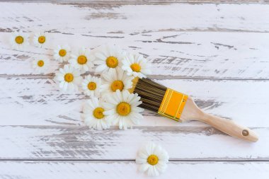 Çiçek kompozisyonu. Beyaz papatya çiçeklerinden yapılmış yaratıcı bir düzen ve pastel arka planda boya fırçası. Düz konum, üst görünüm, kopyalama alanı