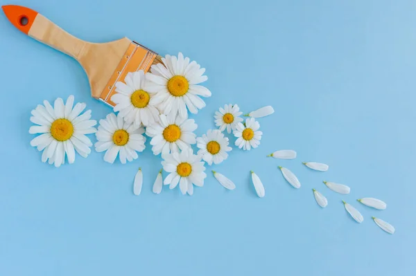 Skład Kwiatów Kreatywny Układ Wykonany Białych Kwiatów Rumianku Pędzla Malarska — Zdjęcie stockowe