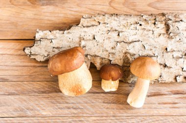 Üç beyaz orman mantarı arka planda bir ağaç kabuğunun ahşap arka planında