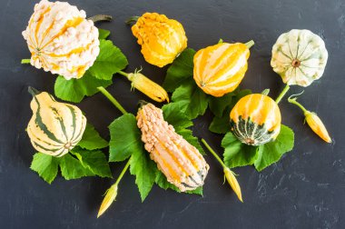 Siyah arka planda küçük balkabaklarının, yaprakların ve çiçeklerin sonbahar kompozisyonu. en üstteki görünüm