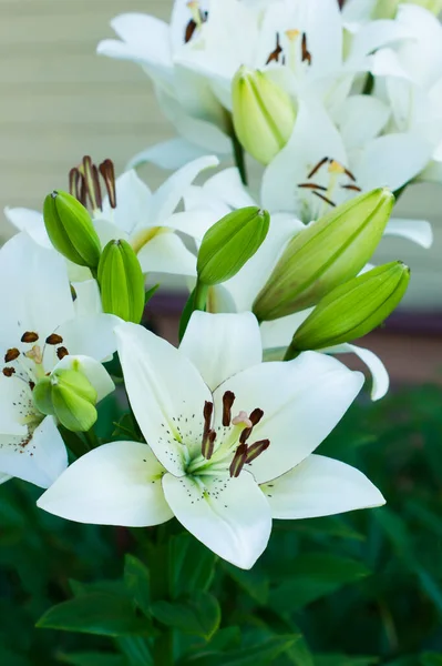 Mooie Bloeiende Witte Lelie Tuin Siertuinieren — Stockfoto
