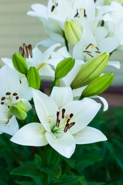 beautiful flowering white lily in the garden. ornamental gardening