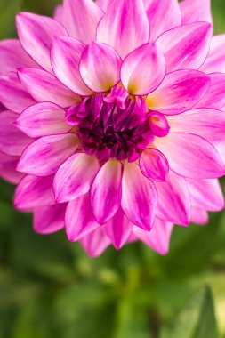 Güz bahçesinde güzel, narin, pembe bir yıldız çiçeği.