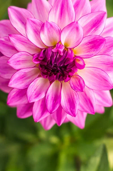 Güz bahçesinde güzel, narin, pembe bir yıldız çiçeği.