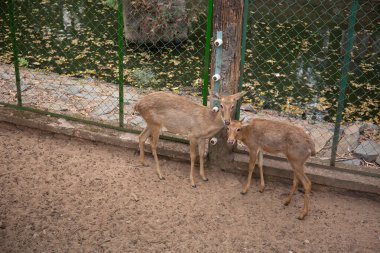 Hayvanat bahçesindeki ceylan doğrudan kameraya bakıyor. 