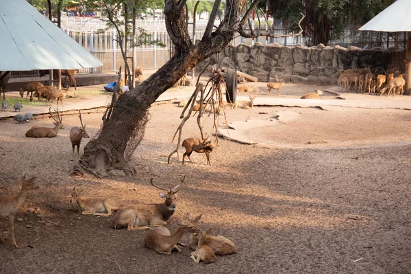 Hayvanat bahçesindeki ceylan doğrudan kameraya bakıyor. 
