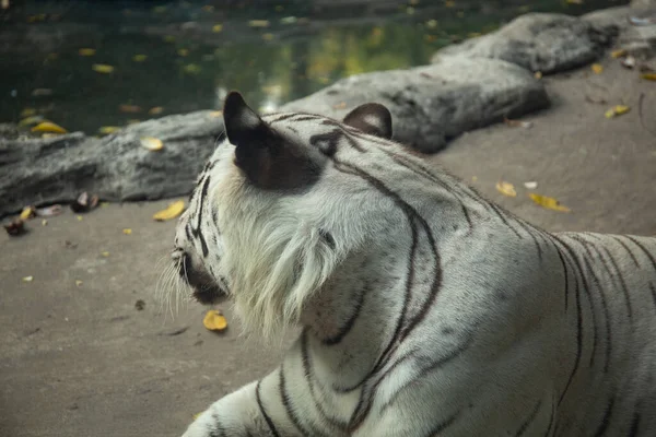 Lähikuva Laukaus Valkoinen Tiikeri Eläintarhassa — kuvapankkivalokuva