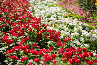 Güneş ışığı altında katmanlar halinde renkli çiçekler 