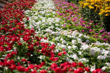 Güneş ışığı altında katmanlar halinde renkli çiçekler 