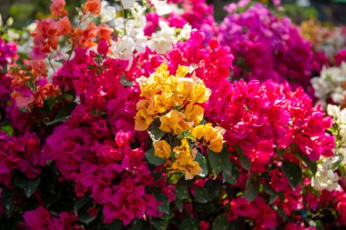 Bahar bahçesinde güneş ışığıyla açan konfeti.