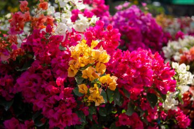 Bahar bahçesinde güneş ışığıyla açan konfeti.