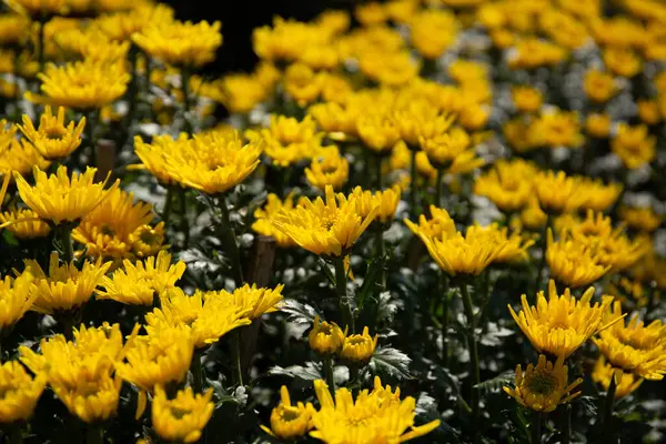 Bahçede bir sürü sarı kasımpatı