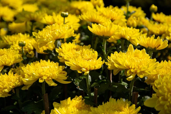 Many yellow chrysanthemums in the garden