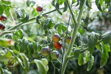 Bahçede yetişen olgunlaşmamış domateslerin yakın çekimi.