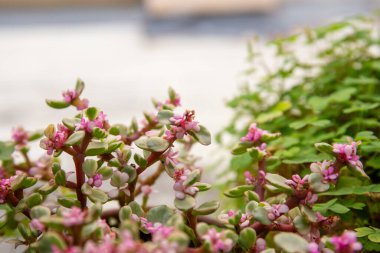 Güzel Ekim Daphne çiçeklerinin yakın çekimi.