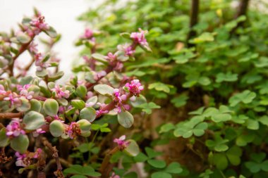 Güzel Ekim Daphne çiçeklerinin yakın çekimi.